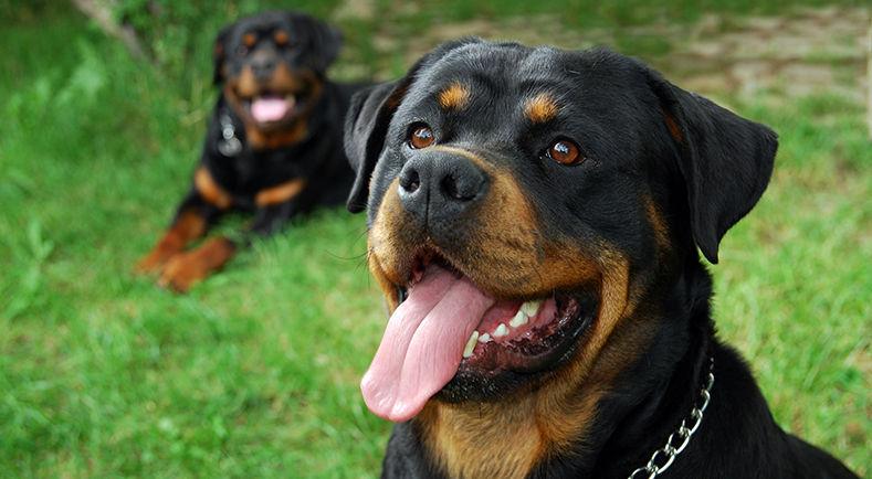 Bannière de la formation pour les détenteurs de chiens catégorisés à Damazan